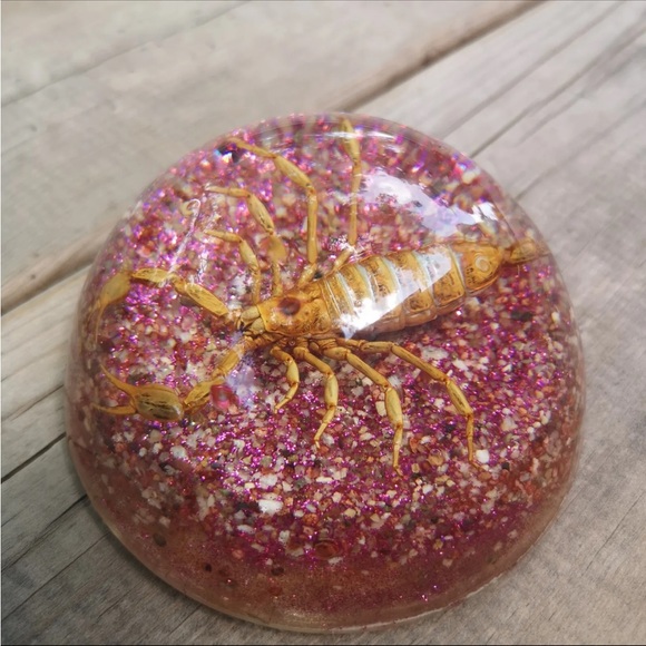 Vintage Real Scorpion Insect Dome 3.5" Paperweight Taxidermy from Maack Co. - Picture 4 of 7